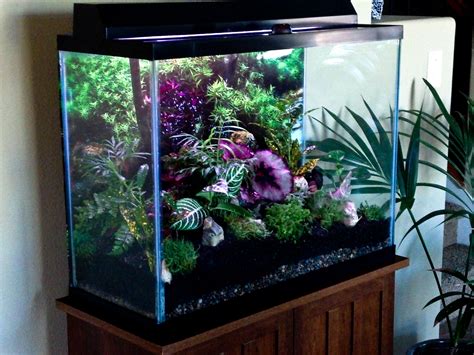 terrarium from a fish tank