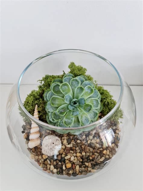Terrarium Kit With Shells