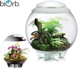 Terrarium Kuwait