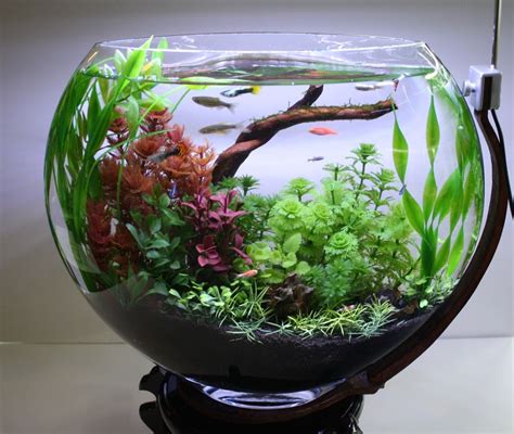 terrarium with fish and plants
