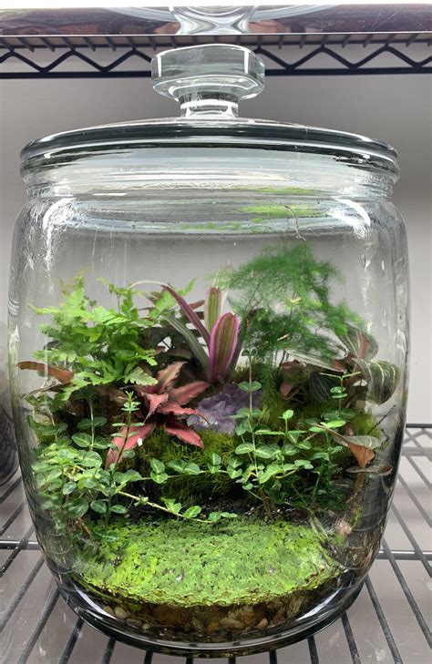 terrarium with water and land