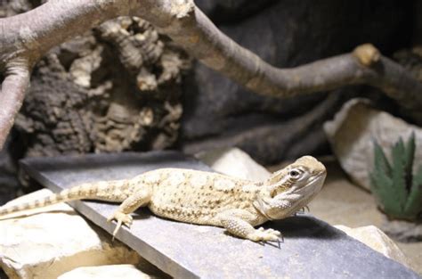 Terrarium Zwergbartagame