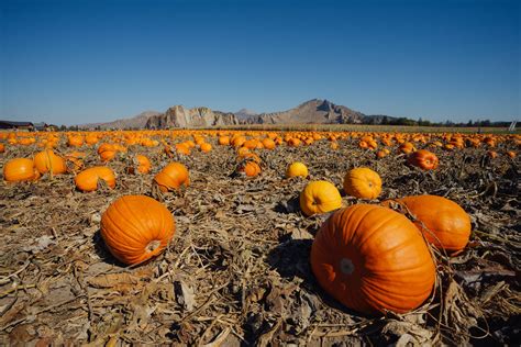 Terrebonne Pumpkin Patch