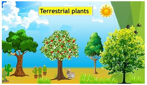 Terrestrial Plants Drawing With Name A Comprehensive Overview On Home Decoration In 2020