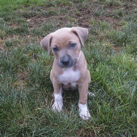 terrier pit bull mix dog