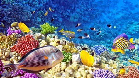 terumbu karang di indonesia