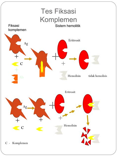 <###> Jenis-jenis Tes Komplemen