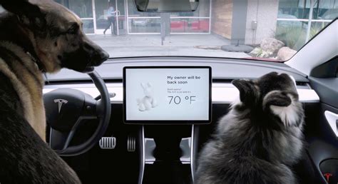 tesla model y hund