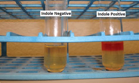 Unveiling the Secret: A Simple Guide to Testing for Indole with Surprising Results