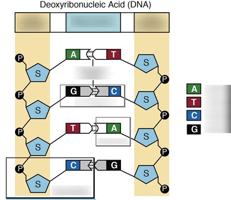 Test Molecular Genetics Quizlet