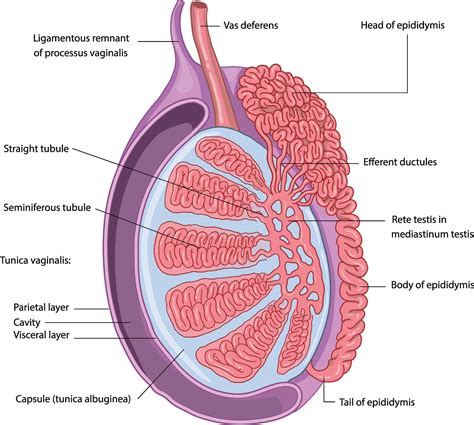 Testicles Anatomy And Physiology