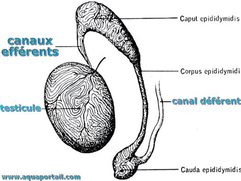 testicule dans le canal inguinal