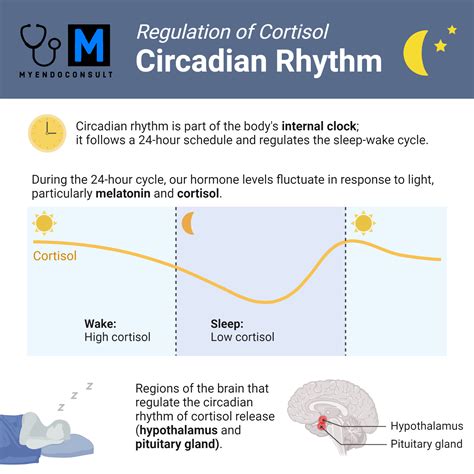 Accurately Testing Cortisol Levels: What You Need to Know