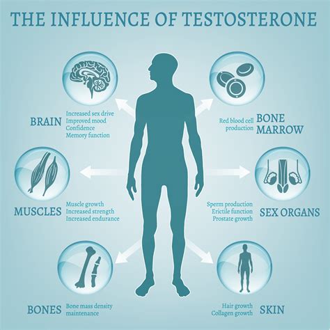 testosterone and body composition