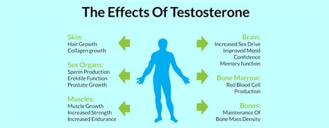 testosterone and sexual function