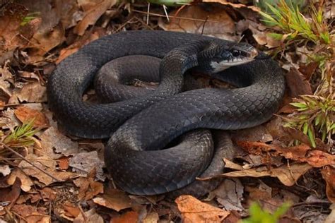 texas black snakes