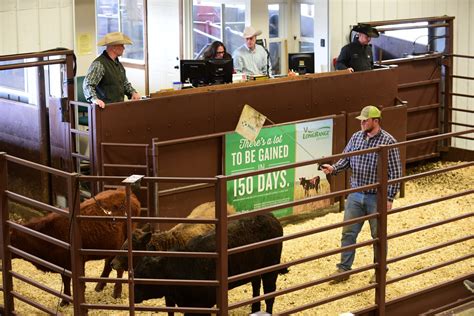texas cattle exchange livestock auction
