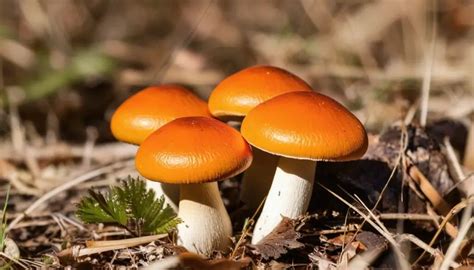 texas orange cap mushrooms