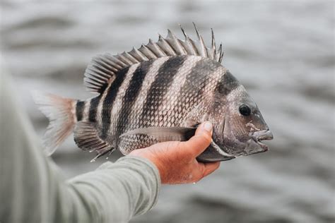 texas sheepshead size limit