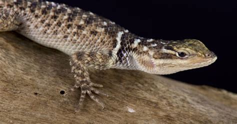 texas spiny lizard lifespan