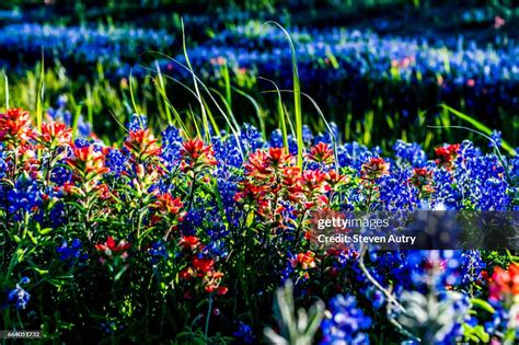 Texas Wildflowers