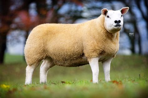 texel sheep for sale ontario