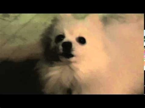 text to speech dog source YouTube