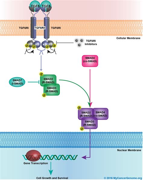 tgf beta pathway cell signaling