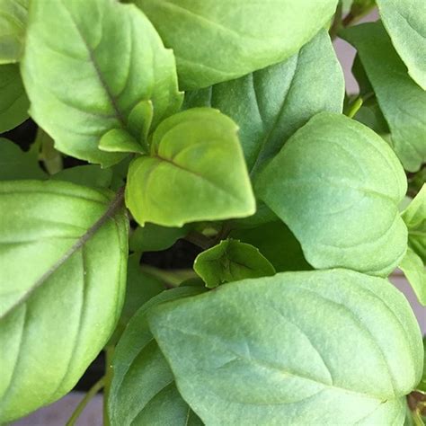 Thai Basil Waitrose