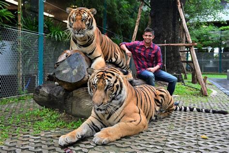 thailand / tiger park video