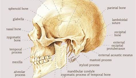 Most Popular in Skull Anatomy