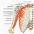 the axillary region is what to the pectoral region