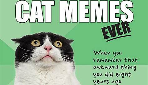 Best Cat Memes Ever – Emirates Woman