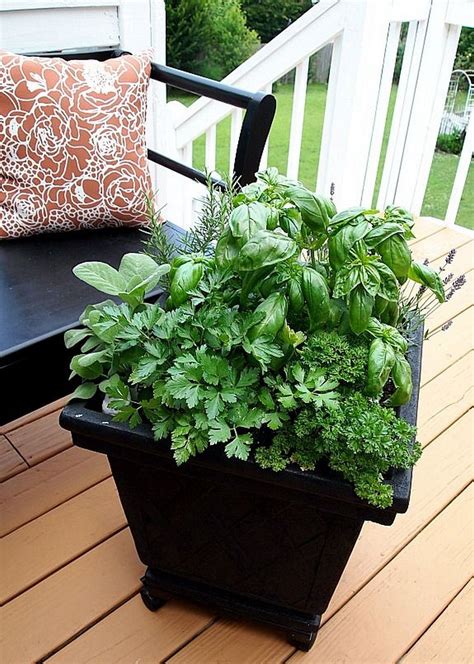 Ten of the best herbs to grow in containers Container herb garden