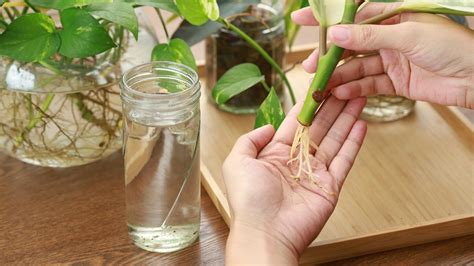Grow more plants from cuttings with these mustknow tricks Better