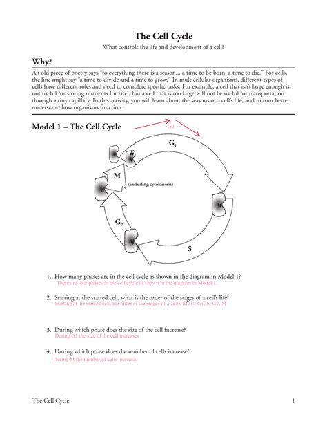 +14 The Cell Cycle Worksheet Pogil 2023