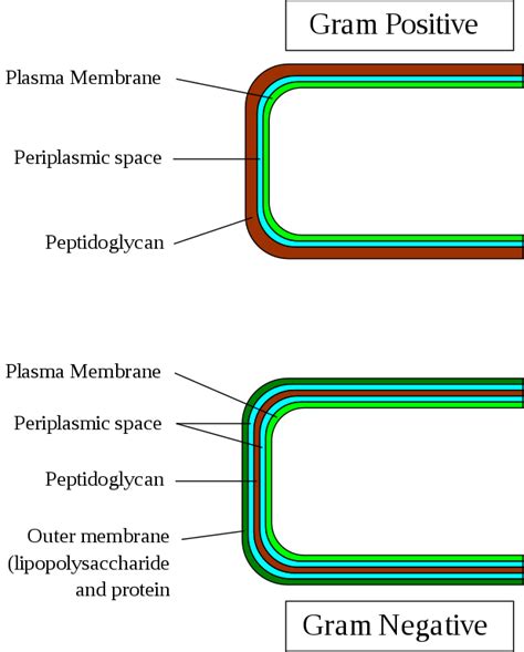 Structure of the bacterial cell walls. Download Scientific Diagram