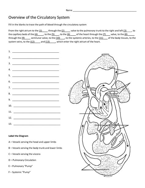 14 Best Images of Blank Fill In The Circulatory System Worksheet Answer