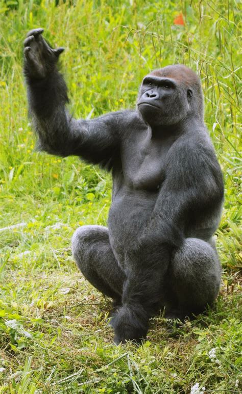 the dancing gorilla