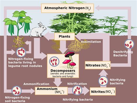 The Direct Product Of Nitrogen Fixation Is _________