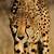 the fastest land dwelling creature is the cheetah