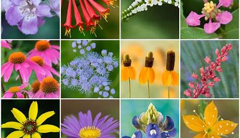 10Best: Regional Flora of North America: Features Photo Gallery by