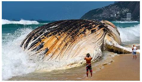 Giant Sea Creatures Caught on Tape of the Year 2016