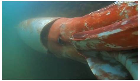 The Giant Squid Monster Found in Indonesia - YouTube