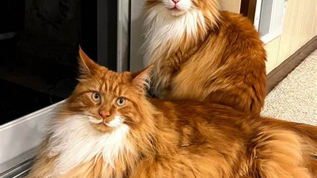The Maine Coon Cat for Sale