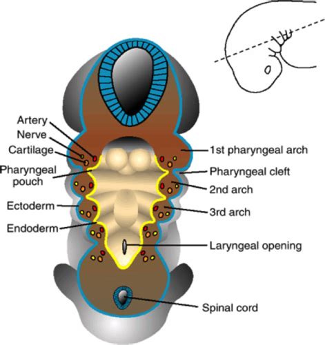 PPT Embryology of the Human Ear PowerPoint Presentation