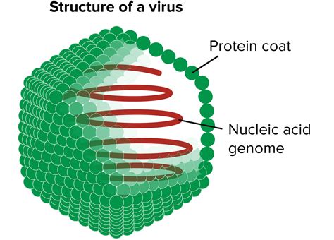 What Is The Protein Coat Of A Virus Called?