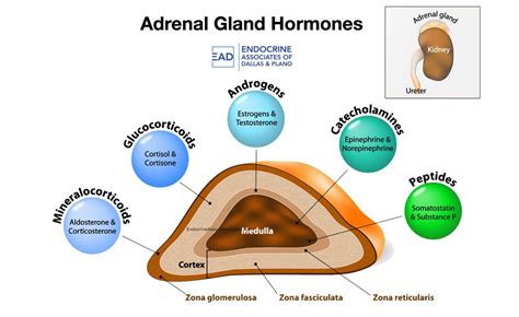 the adrenal gland produces