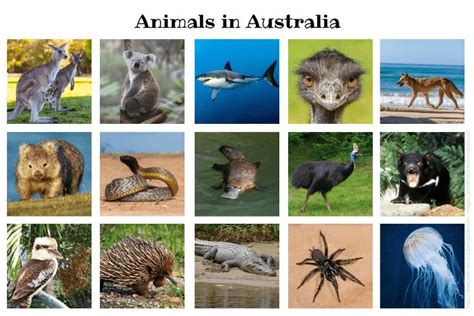 the amazing animals of australia