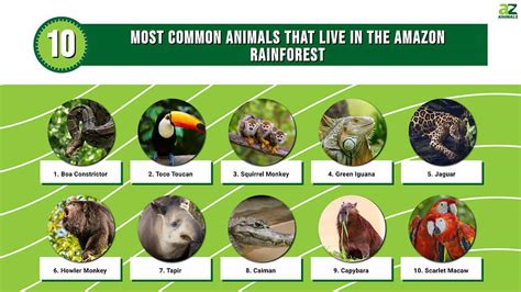 The Amazon Animals List